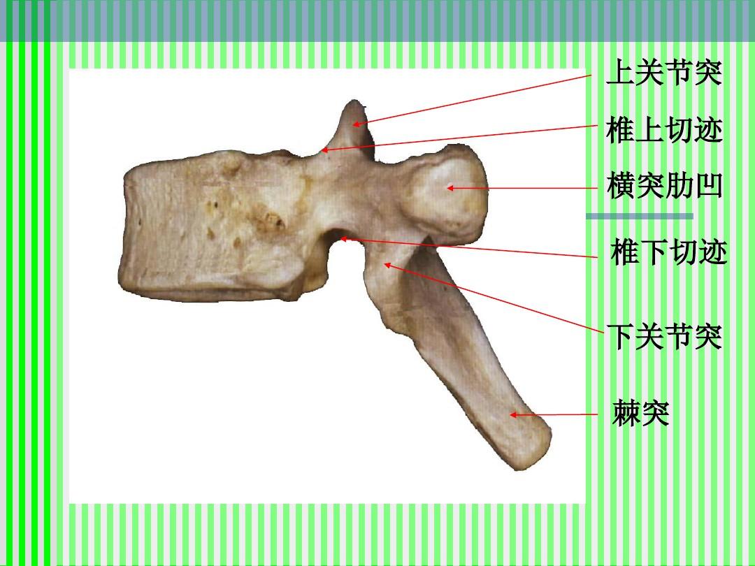 脊柱解剖圖(頸胸腰椎)ppt