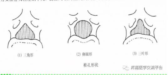 (上)脊柱解剖圖(頸胸腰椎)